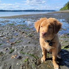 Nova Scotia Duck Tolling Retriever Puppies from Hearts and Paws