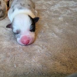 Blue Merle girl - Blue merle female Border Collie puppy in Ripley, Oklahoma from Adventure5 Border Collies