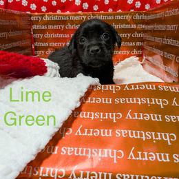 Lime Green - Black female Labrador Retriever puppy in Parma, Idaho from Campbell Valley Labradors