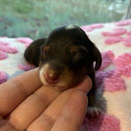 Ros'e - Piebald female Dachshund puppy in Harrison, Arkansas from Dachshunds on the Hill