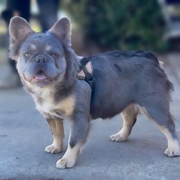 Xena - French Bulldog