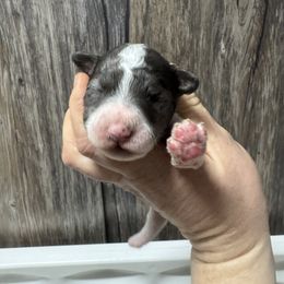 Minnie - Parti female Goldendoodle puppy in Etna, California from SRS Goldendoodles