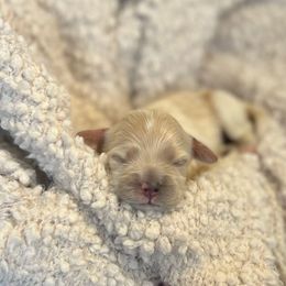 Avery - Cream female Cockapoo puppy in Preston, Idaho from Rocking JH Pup Co