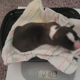 Maple - Brindle and white Cardigan Welsh Corgi puppy in Bel Air, Maryland from Brechdan Cardigan Welsh Corgis