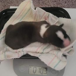 Maple - Brindle and white Cardigan Welsh Corgi puppy in Bel Air, Maryland from Brechdan Cardigan Welsh Corgis