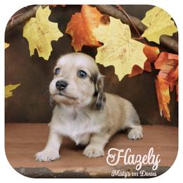 HAZELY - AKC Registered - Cream female Dachshund puppy in Graceville, Florida from Misty's 101 Doxies