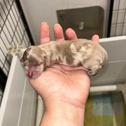 Classy's Female - Fawn (isabella) and tan female Dachshund puppy in Rattan, Oklahoma from Burgett’s Barnyard Dachshunds