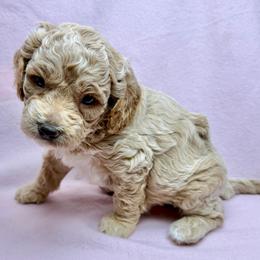 Sandy - Cream female Cavapoo puppy in Newville, Alabama from Southeast cavapoos