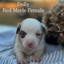 Dolly - Red merle female Miniature Australian Shepherd puppy in Louisville, Mississippi from Magnolia Spring Aussies