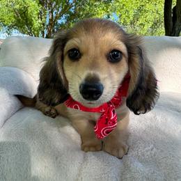 Coppertone - Cream male Dachshund puppy in Ontario, Oregon from Get A Long Little Doggie
