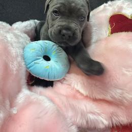 Gray - Gray male Cane Corso puppy in Crawfordsville, Indiana from Silverstone Cane Corso