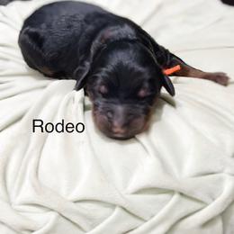 Rodeo - Phantom male Goldendoodle puppy in Pasco, Washington from Camp Doodle Woods