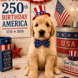 Bartlett - Cream male Goldendoodle puppy in Rocky Point, North Carolina from CelticDoods