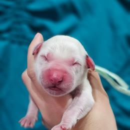 Aphrodite - White and black female Dalmatian puppy in Gray, Georgia from Fuller Spots