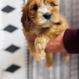 Flannel - Red female Cavapoo puppy in Woodleaf, North Carolina from Circle T Ranch K9s