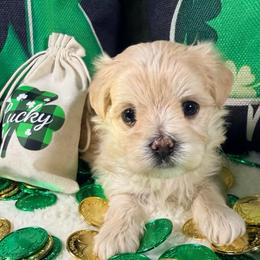 Breezy - Gold male Morkie puppy in Stockbridge, Georgia from Jenn’s Georgia Morkies and Biewer Terriers