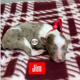 Aussiedoodle Puppies from Doodles by Dada