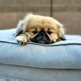 Garth - Pekingese