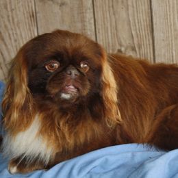 Pekingese and Shih Tzus from PDF Kennels