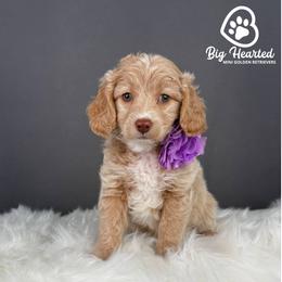 Rogue - White female Companion Cross puppy in Utah County, Utah from Big Hearted Breeders