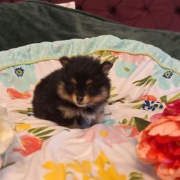 Freya - Tri-colored female Pomeranian puppy in Tampa, Florida from Diana's Pomeranians