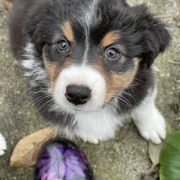 Australian Shepherd Puppies from Audacity Australian Shepherds