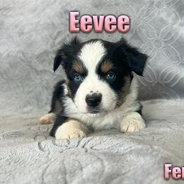 Miniature American Shepherd and Miniature Australian Shepherd Puppies from Regal Miniature American Shepherds | Regal Miniature Australian Shepherds