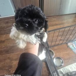 Ollie - Black and white male Havanese puppy in Melba, Idaho from Lawson Havanese