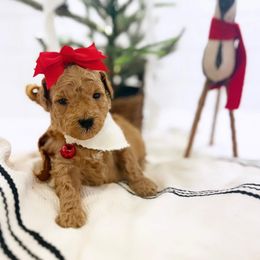 Goldendoodle Puppies from Proctor’s Petite Goldendoodles