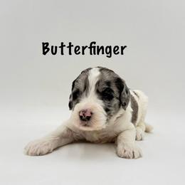 Butterfinger - Merle male Goldendoodle puppy in Milford, Pennsylvania from Doodles Are Golden