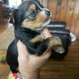 Yorkshire Terrier Puppies from Shay Yorkies