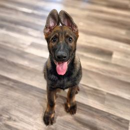 German Shepherd Puppies from Royalty German Shepherds