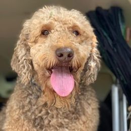 Charlie - Goldendoodle
