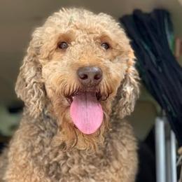 Charlie - Goldendoodle