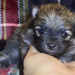 Boy 1 - Pomeranian puppy from Melrey's paws