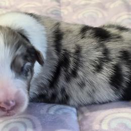 Taryn - Blue merle female Australian Shepherd puppy in Divide, Colorado from Outlaw Farm and Kennel