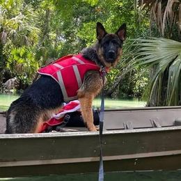 Berger Blanc Suisse and German Shepherd Puppies from Vom Hundhaus Shepherds