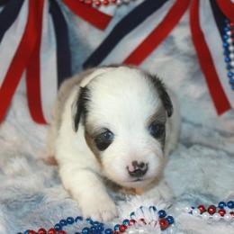 Arlo - Blue merle male Toy Australian Shepherd puppy in Ionia, Iowa from Sapphire Stables