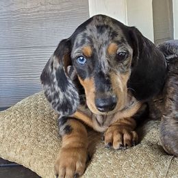 Gunner - Dachshund