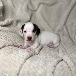 Remi - Piebald male Dachshund puppy in Blackfoot, Idaho from 208 Weenies