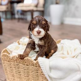 Crasher - Tri-color male Bernedoodle puppy in Sulphur, Louisiana from Curly Q’s Of Carlyss