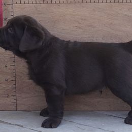 Labrador Retriever Puppies from Sioux River Retrievers