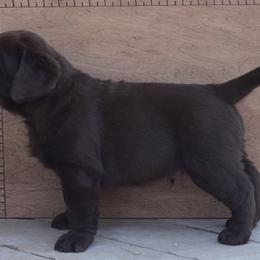 Labrador Retriever Puppies from Sioux River Retrievers