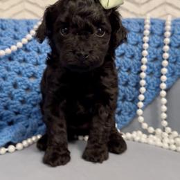 Emilia - Black female Poodle puppy in Greenville, North Carolina from Royal Paws, LLC