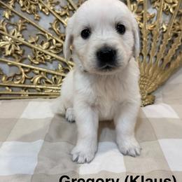 Gregory (Klaus) - Light golden male Golden Retriever puppy in Conroe, Texas from Tails of Cypress
