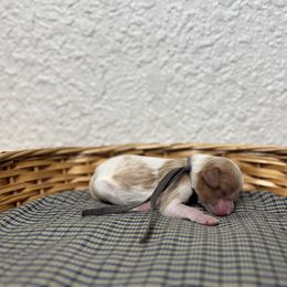 Ms. Grey - Blenheim female Cavalier King Charles Spaniel puppy in Port Richey, Florida from Sunshine State Cavaliers