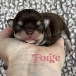 Forge - Chocolate and tan male Chihuahua puppy in Augusta, Georgia from Sophia Jade's Chi Brigade