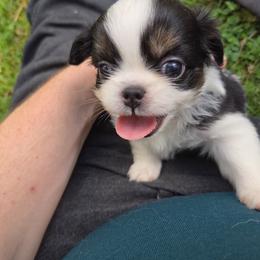 Jasper - Black and white male Japanese Chin puppy in Mint Hill, North Carolina from Chincredible Puppies