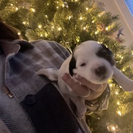 Girl 2 - Havanese puppy in Osceola, Indiana from LUV my HAVAMALT