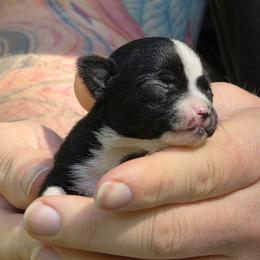 Boy 1 - Black and white male Chihuahua puppy in East Camden, Arkansas from RoyAl